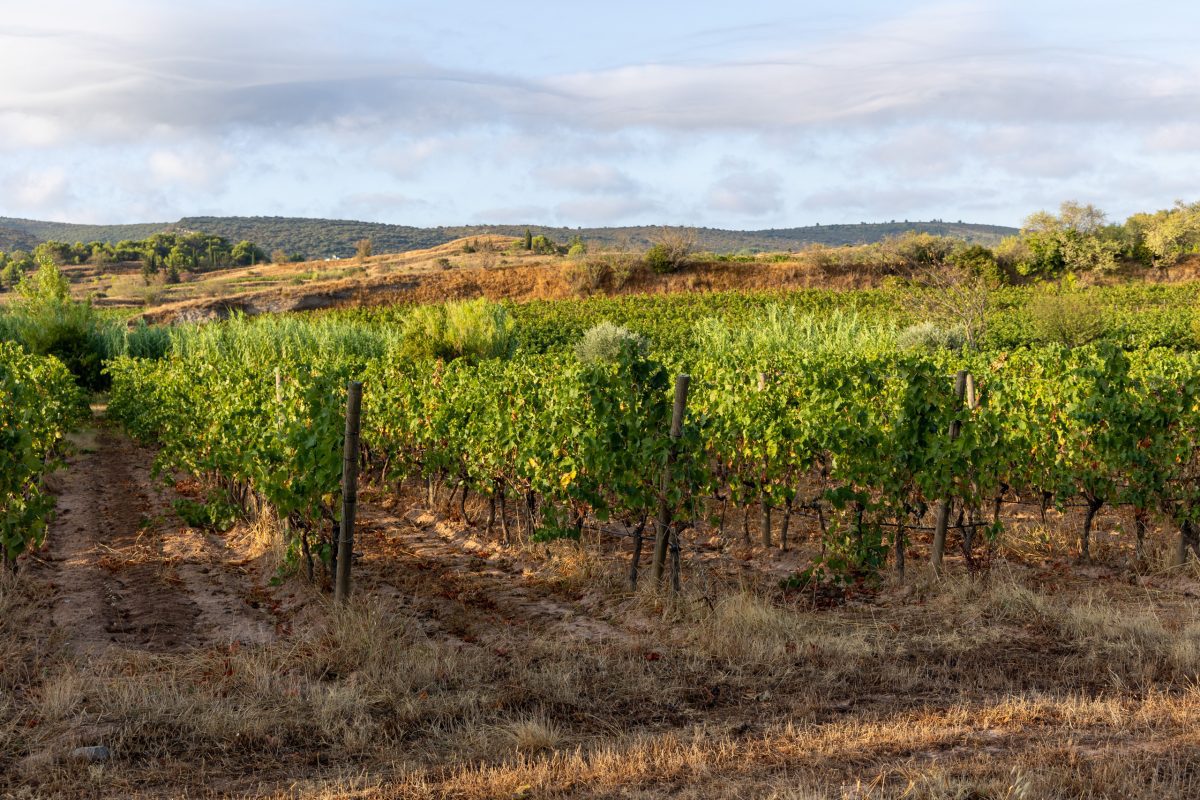 Rangs de vignes à Douzens dans le Languedoc